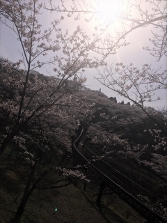 桜レール