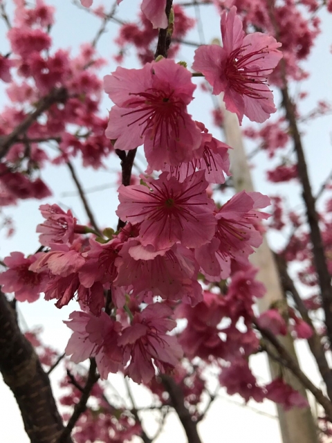 桜